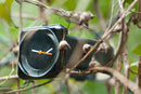 Tacs Soap Silver Basic A TS1005A Shiny Black B TS1005B Quartz Watch
